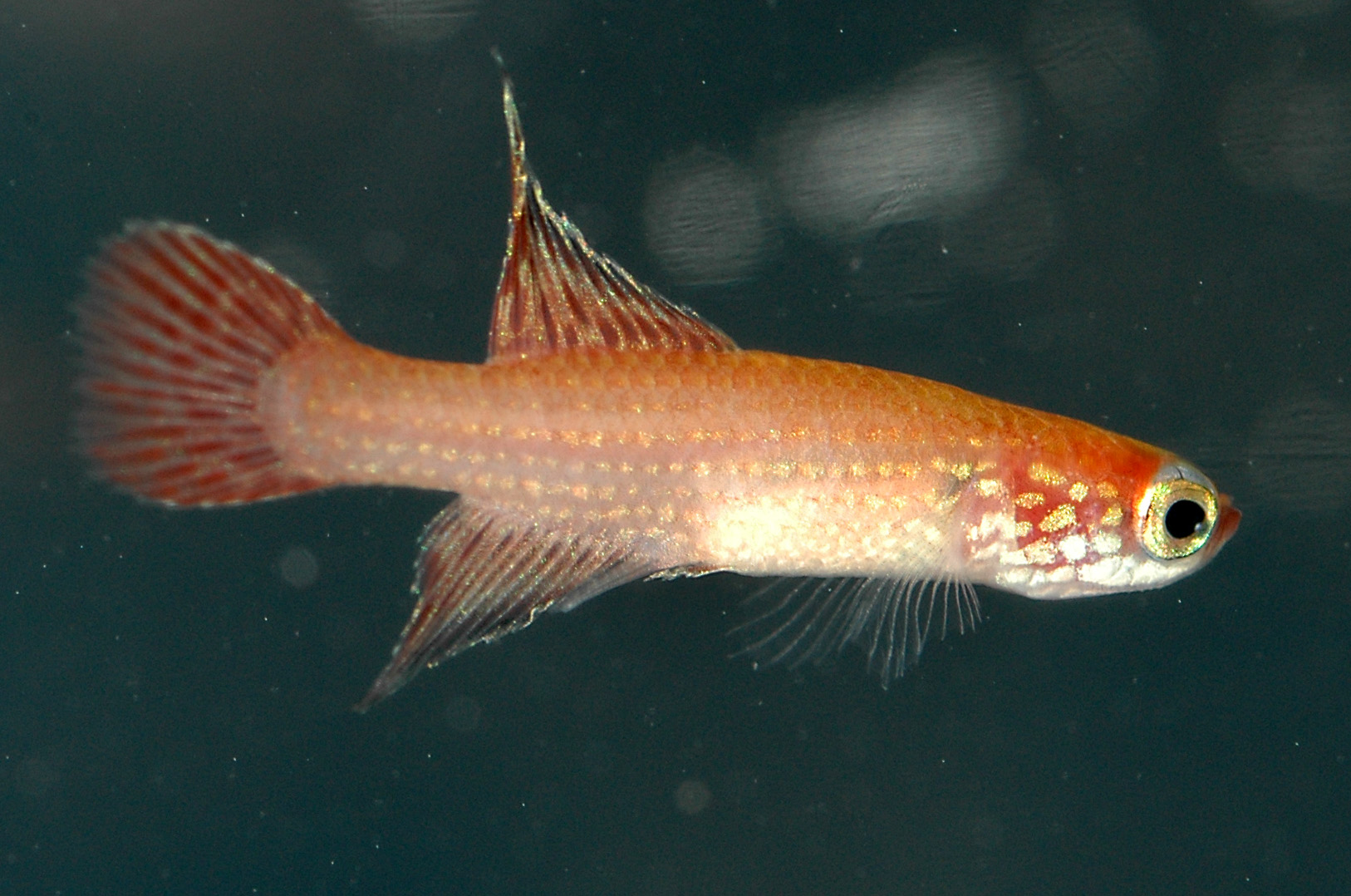 Campellolebias chrysolineatus.jpg