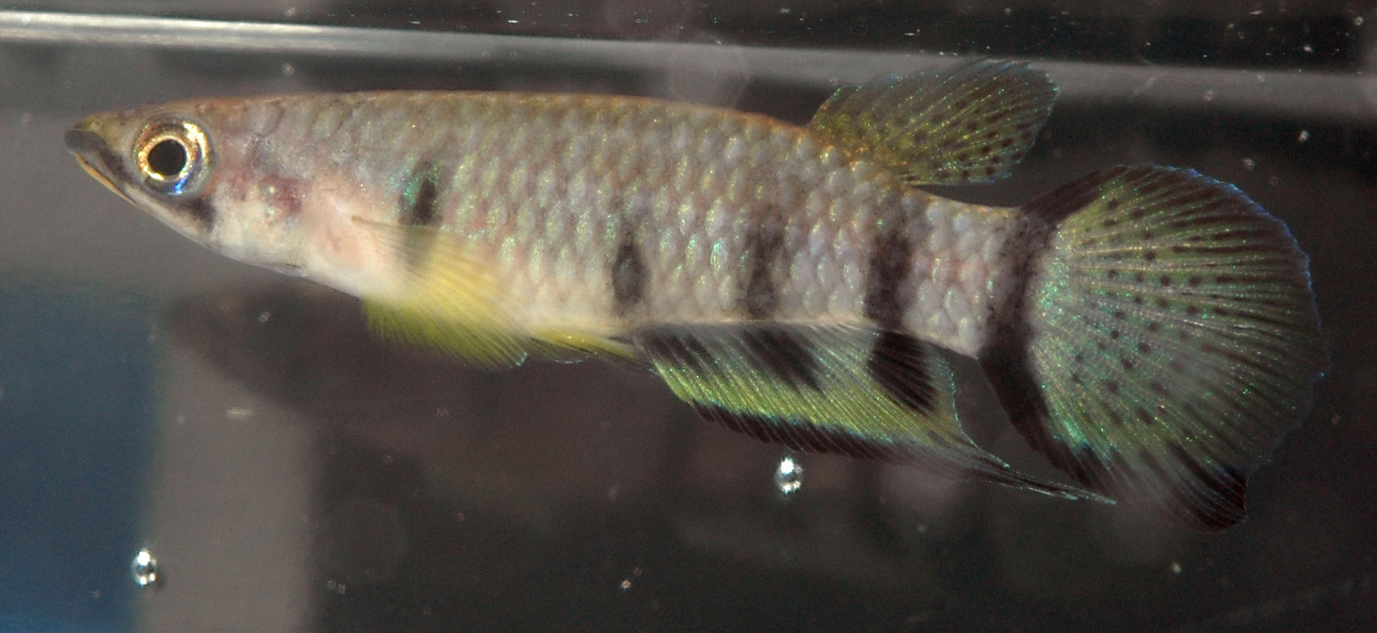 Epiplatys dageti Monrovia