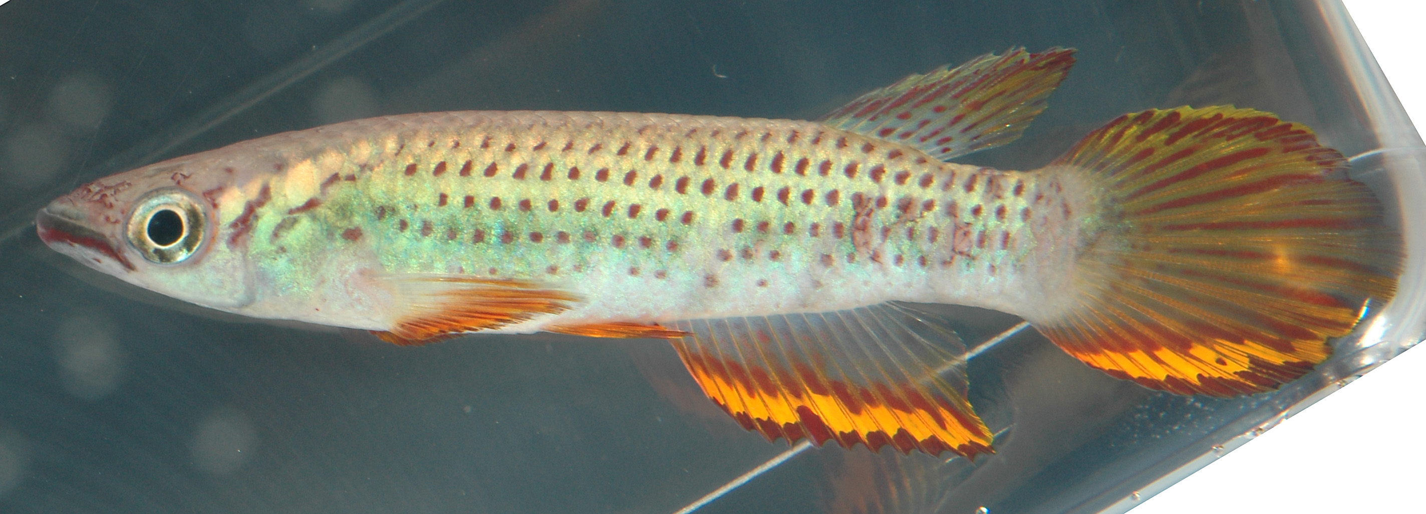 Epiplatys sexfasciatus Bissiang