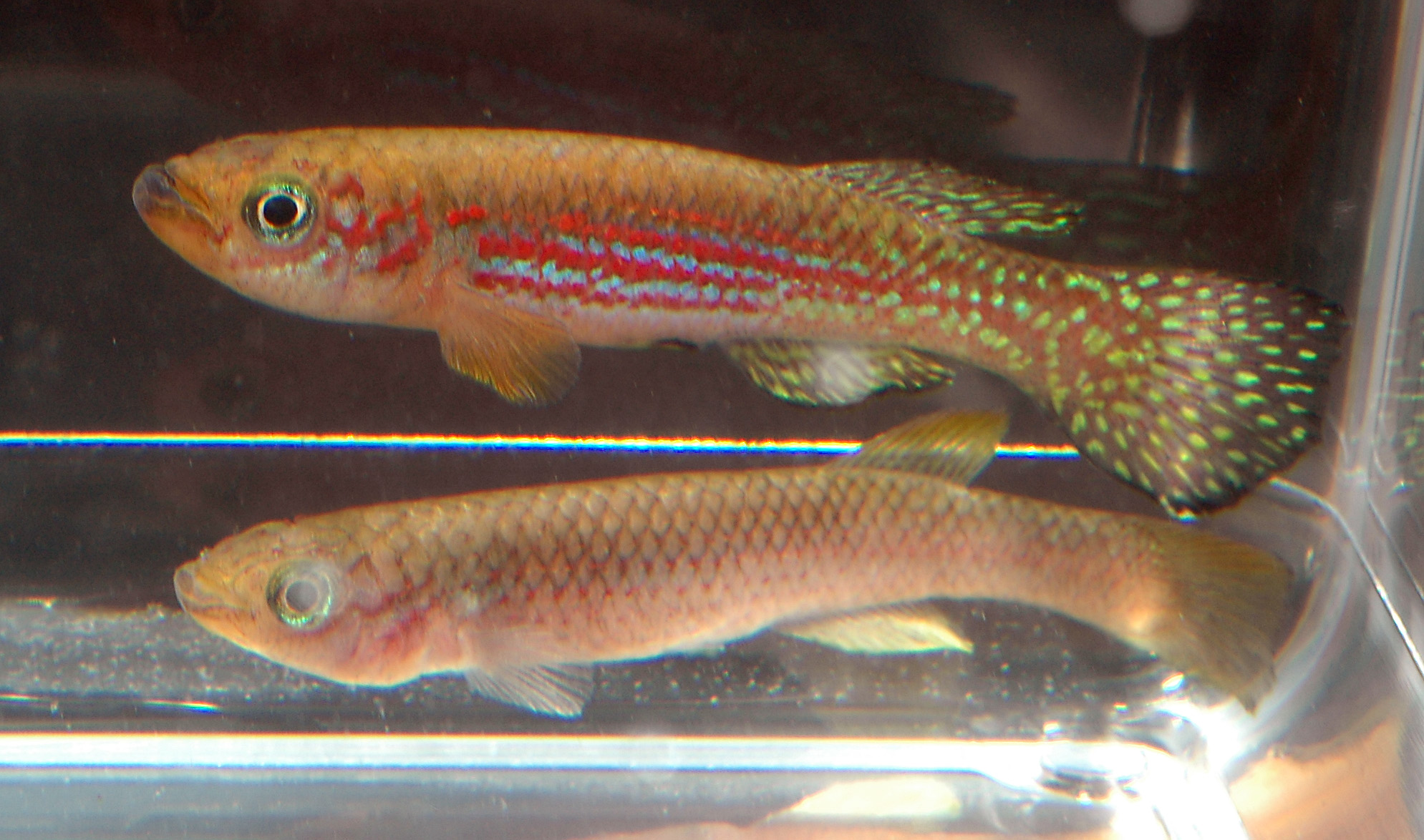 fundulopanchax groseni.jpg