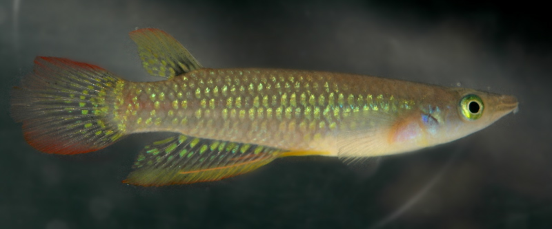 Aplocheilus lineatus.jpg