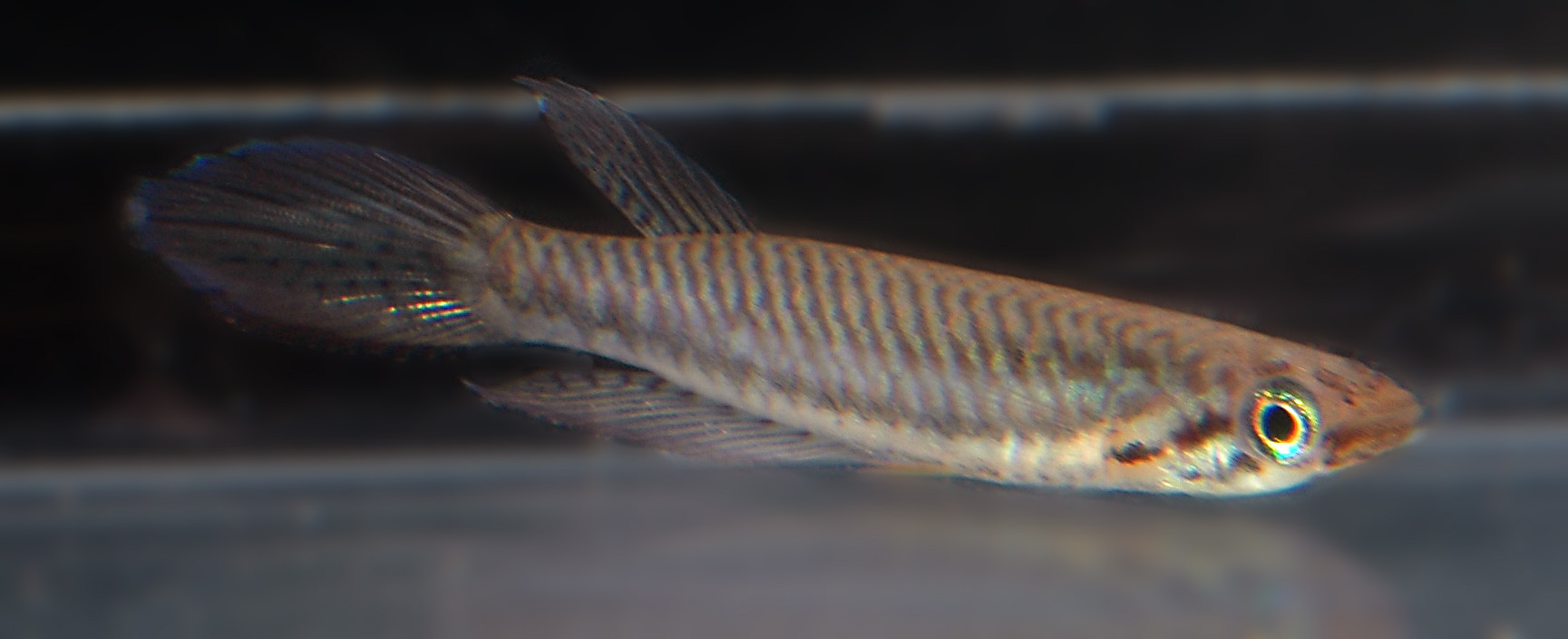 Epiplatys bifasciatus Campant.jpg