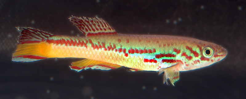Fundulopanchax amieti Edea-Yahounde.jpg