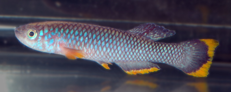 Fundulopanchax cinnamomeus Supe.jpg
