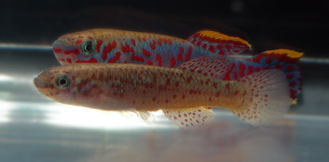 Fundulopanchax gardneri nigerianus Misaje.jpg