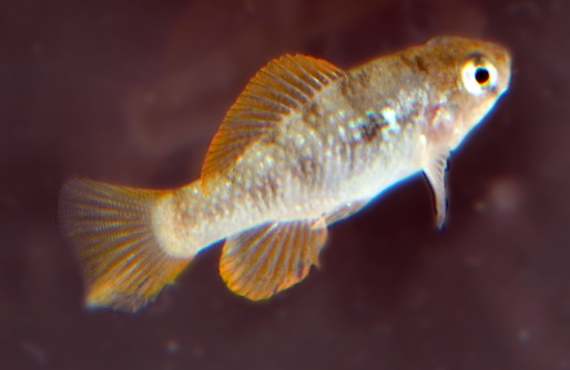 Garmanella pulchra Cozumel.jpg