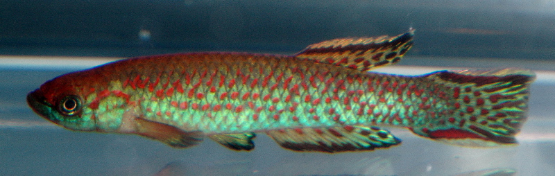 Scriptaphyosemion guignardi Sougeta.jpg