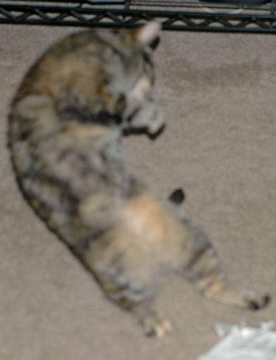 TooFastForTheCamera.jpg