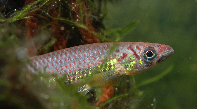 Epiplatys lamottei