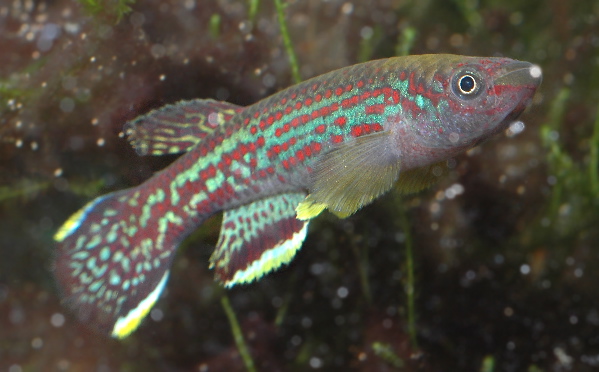 Fundulopanchax marmoratus