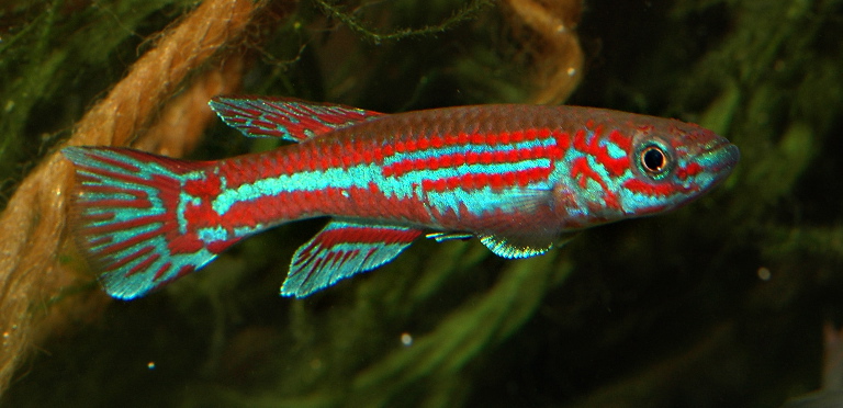 Aphyosemion ogoense