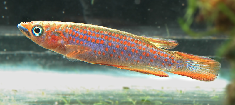 Epiplatys lamottei