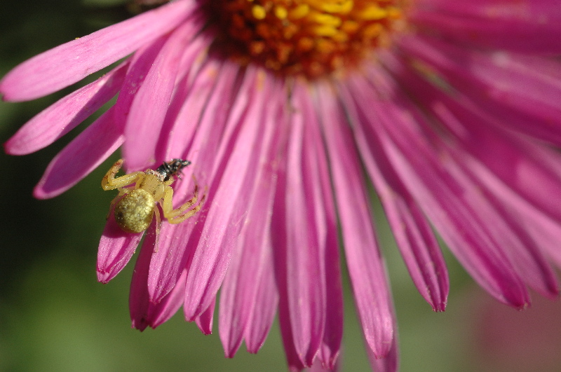 Busy spider