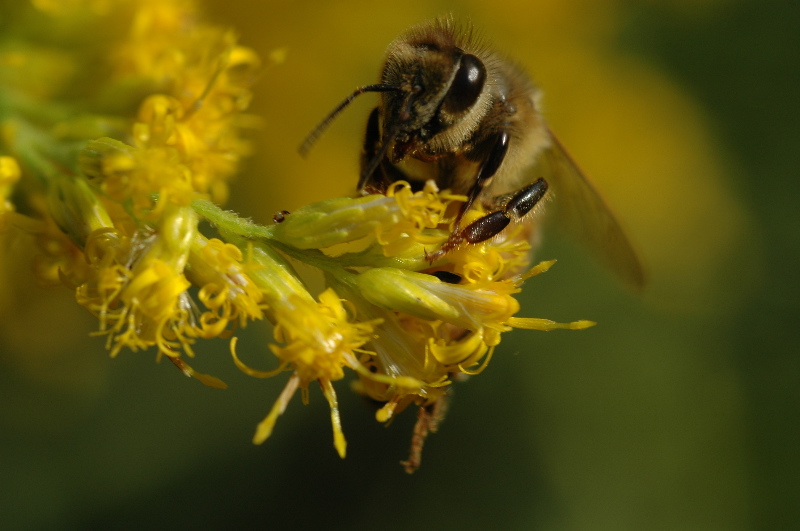 Busy Bee