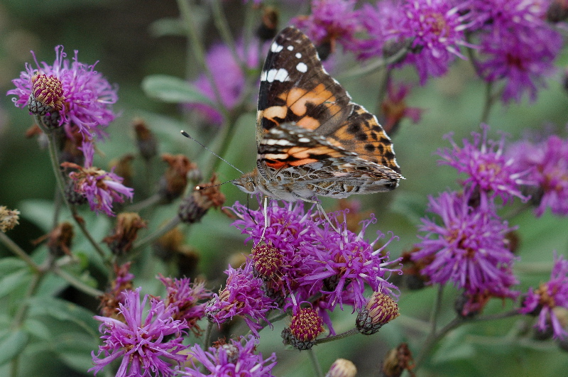 Two butterflies