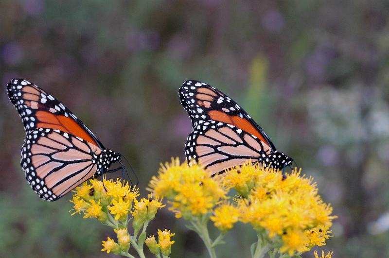 Three butterflies and four!