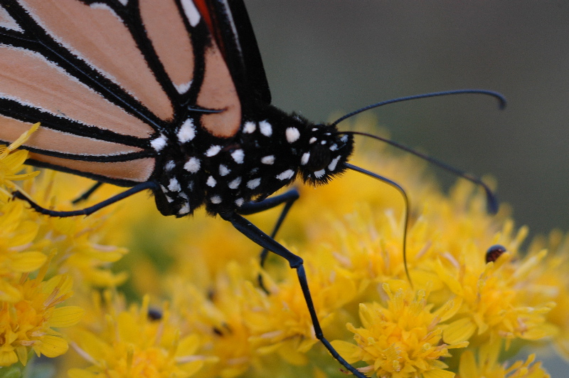 Closeup butterfly