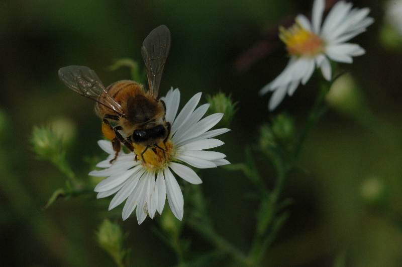 Bees at work