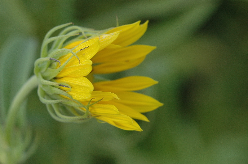 Flowers will pose for anyone.