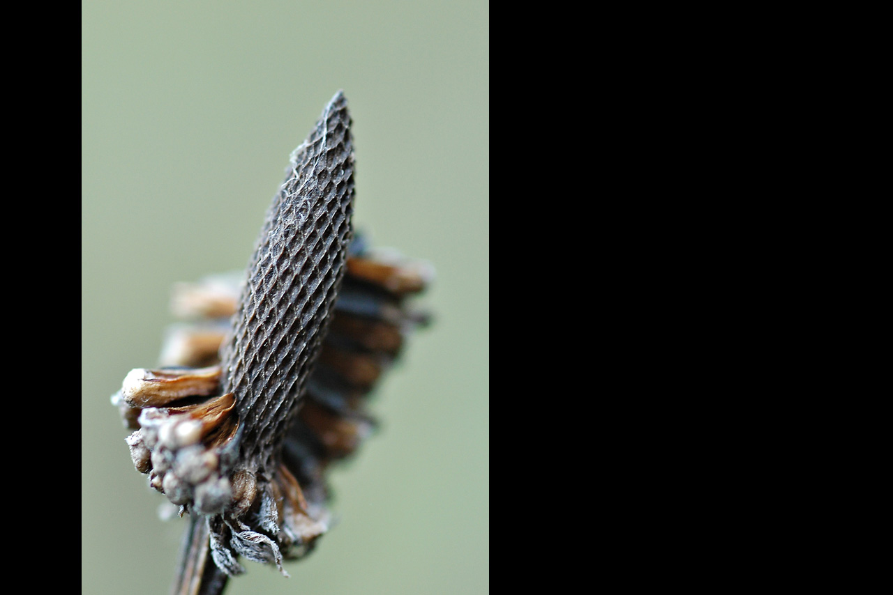 051011 After coneflower ii.jpg