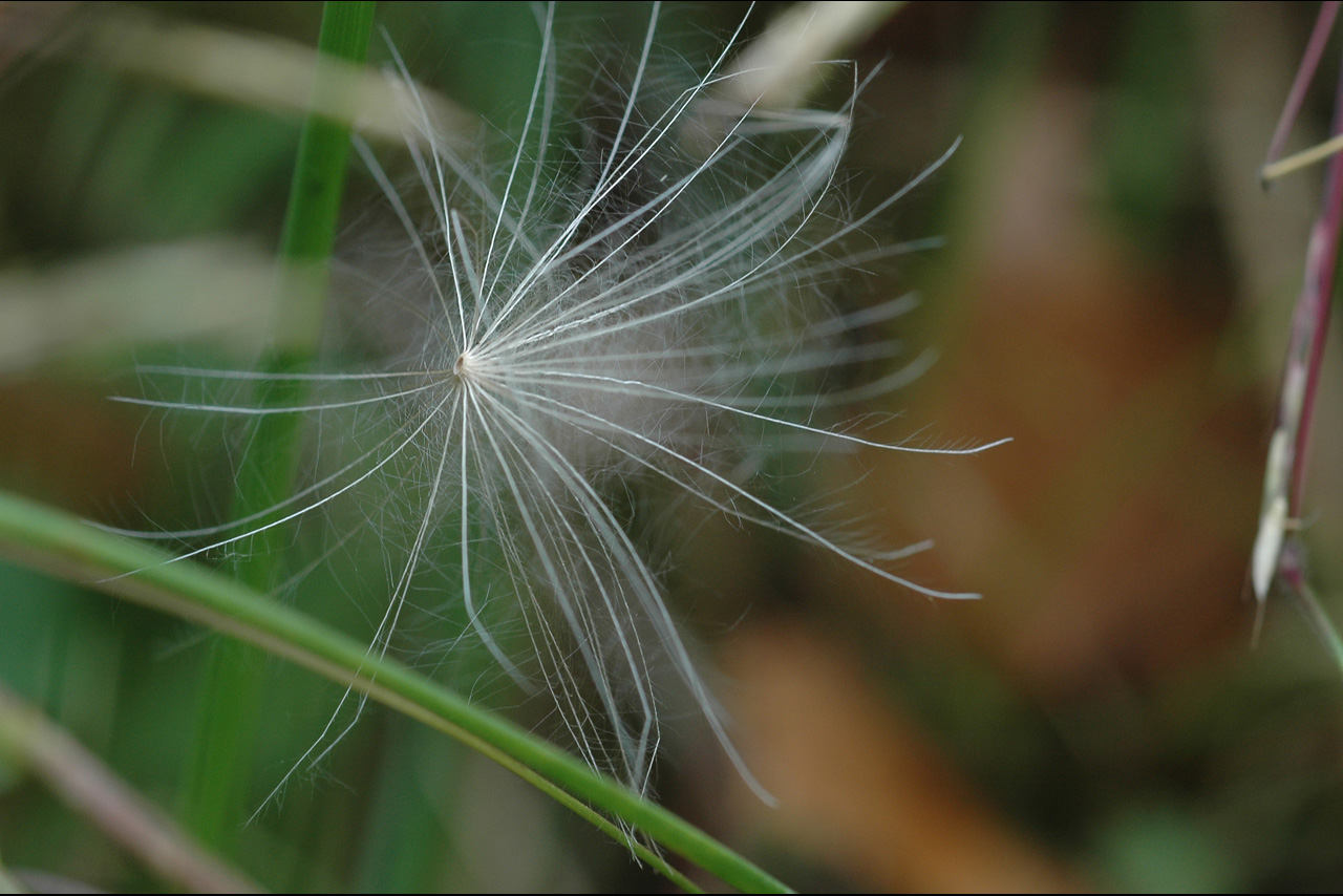 051011 Fuzzy.jpg