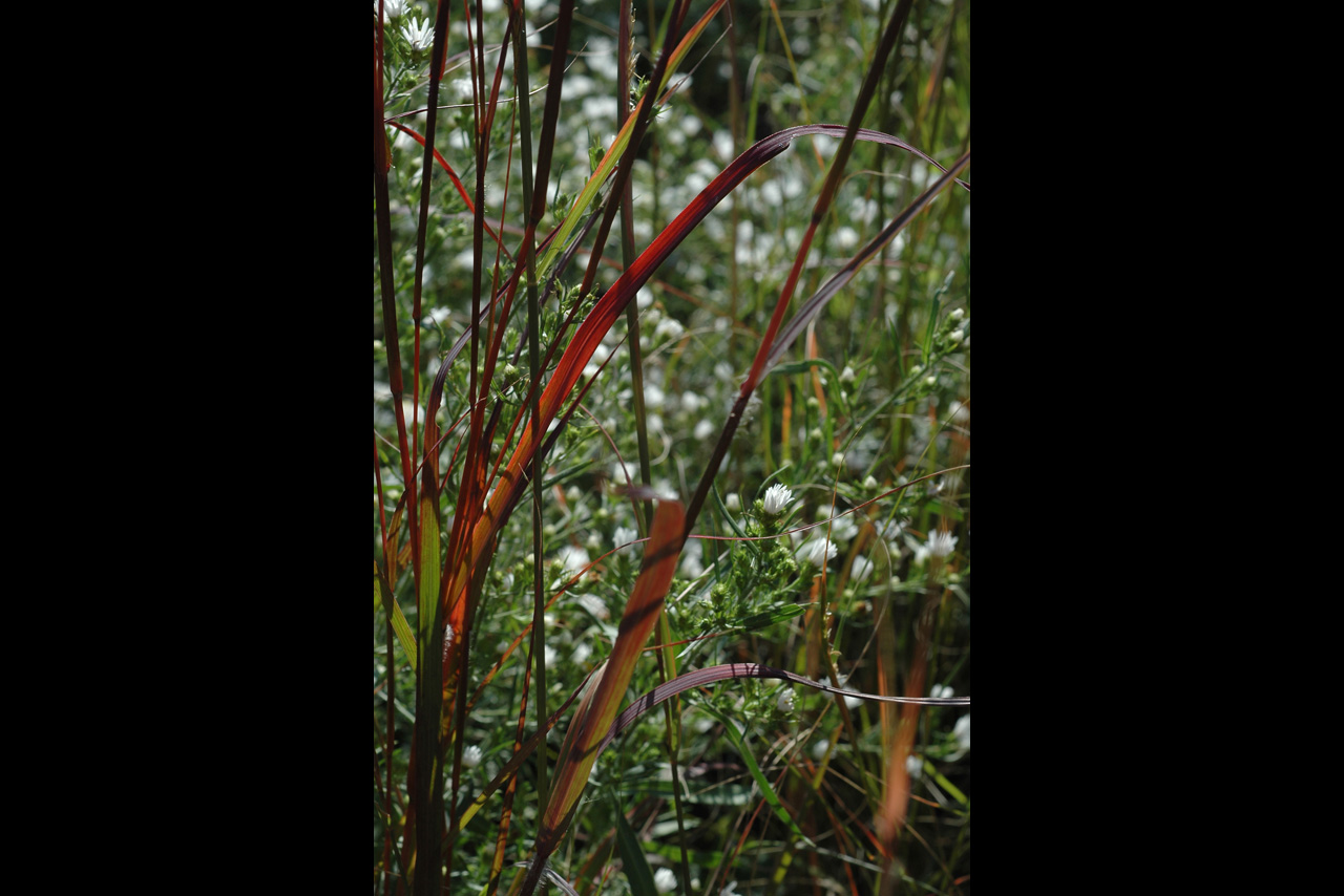 051011 Grass II.jpg