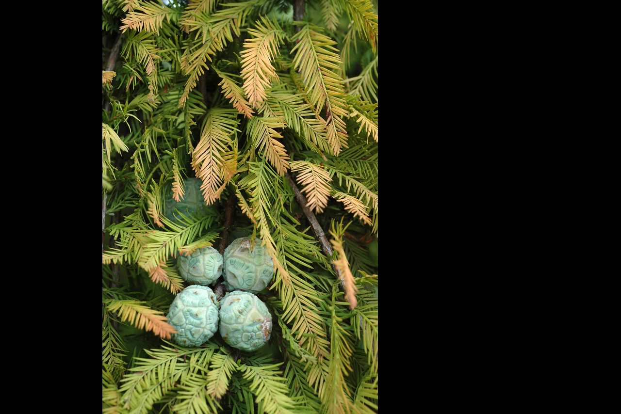 051011 bald cypress cones ii.jpg