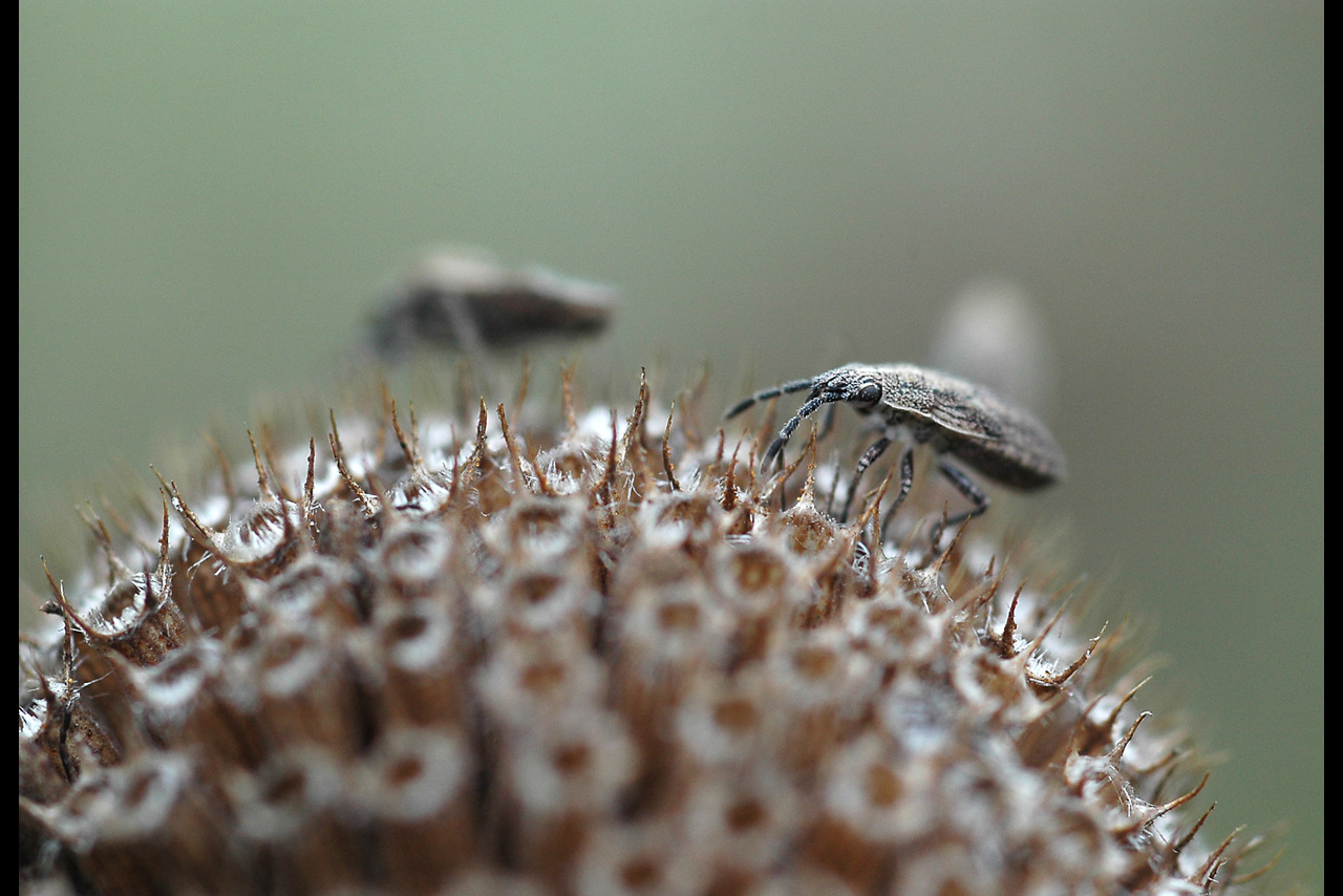 051011 bug on seedhead.jpg