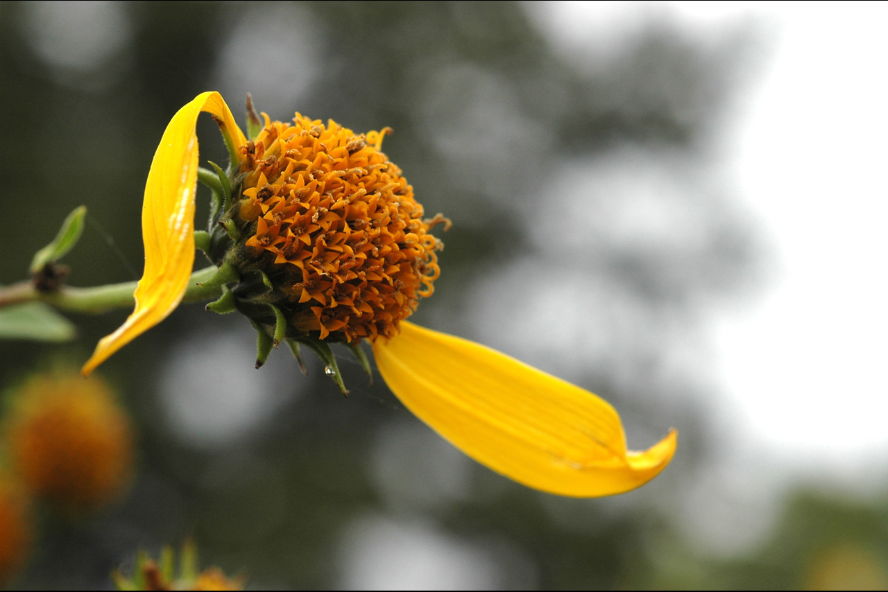 051011 end of sunflower.jpg