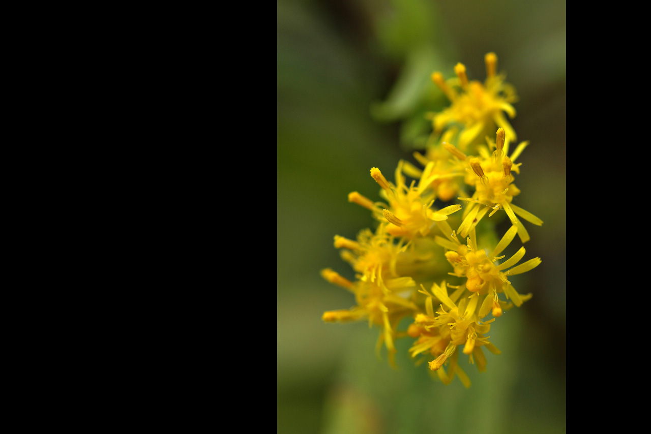 051011 goldenrod.jpg