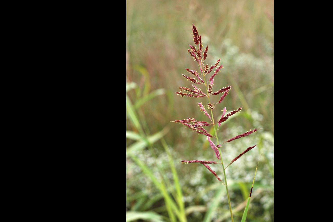 051011 grass iii.jpg