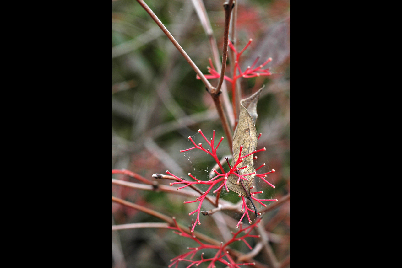 051011 red and leaf.jpg