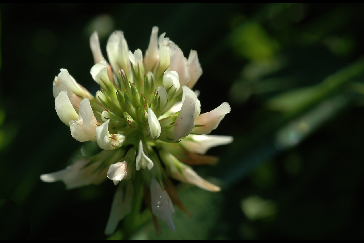 051014 clover with dew.jpg