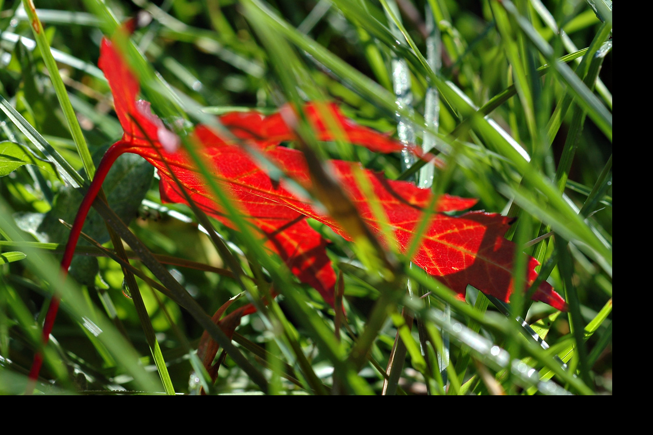 051014 leaf in the grass.jpg