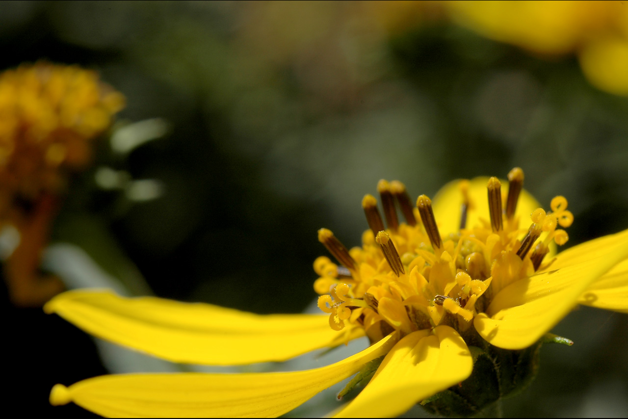 051014 sunflower heart.jpg