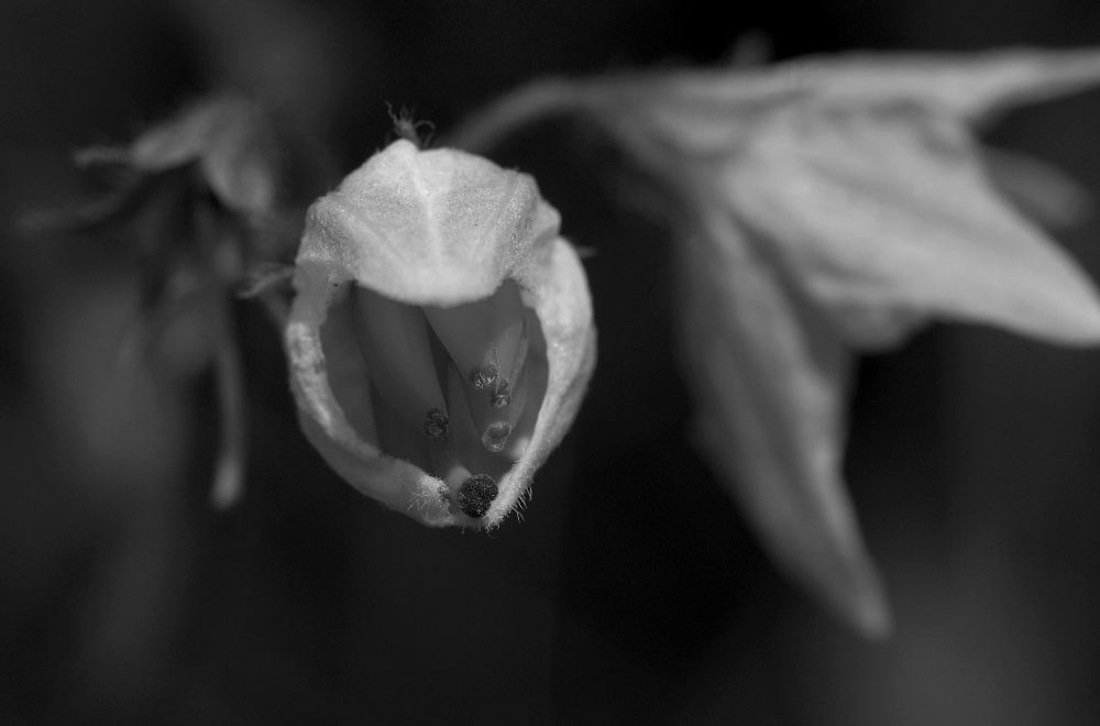 Hidden