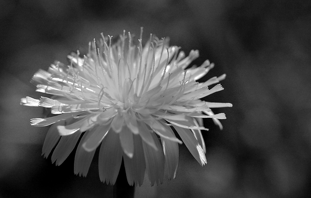Dandelion