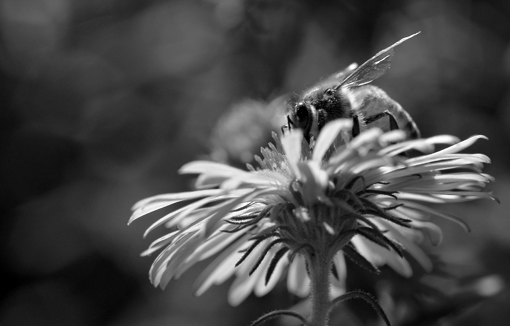 Busy bee