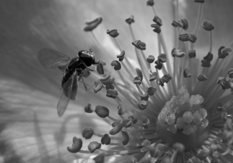 Hoverfly on Rose