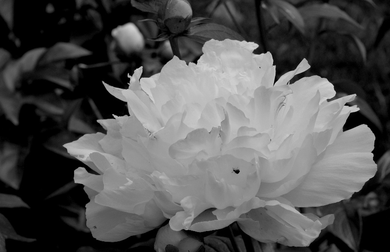 Peony lit