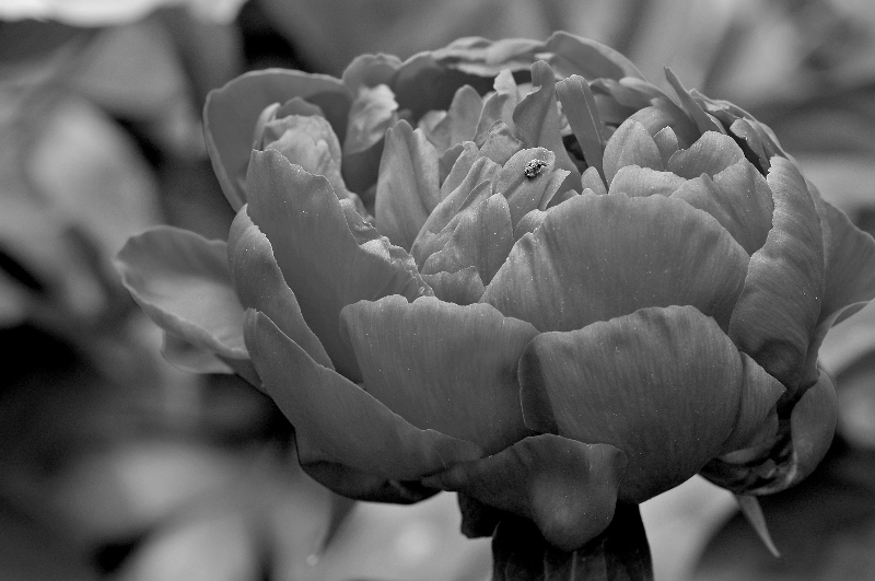 Pink peony