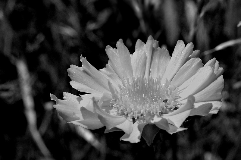 Sunny flower