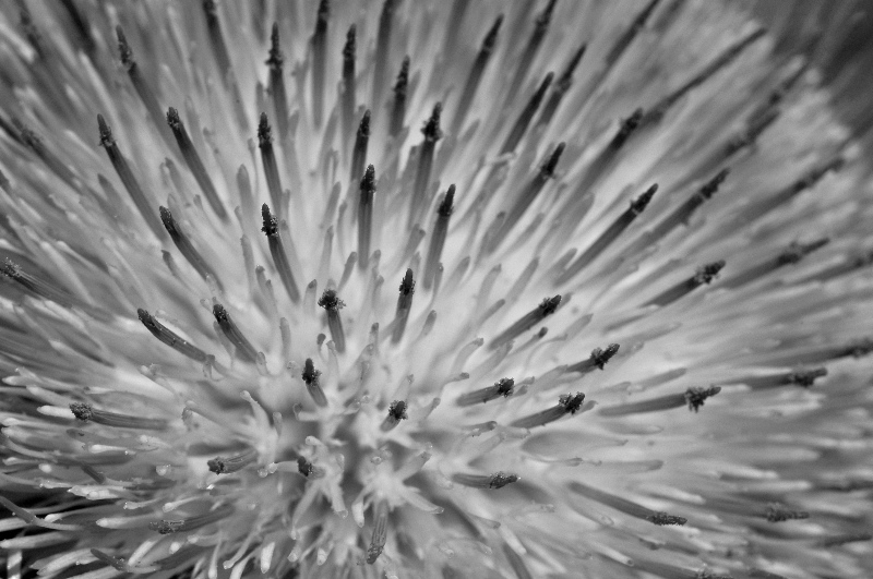 Thistle