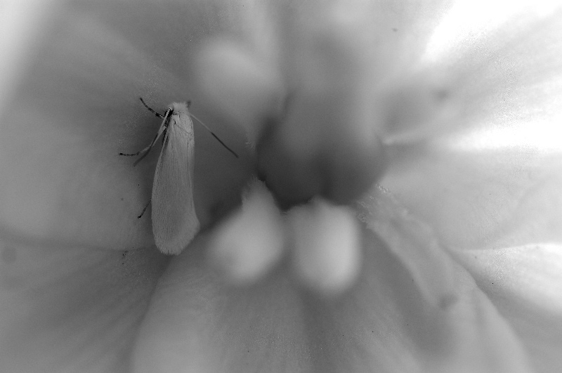Moth in Yucca