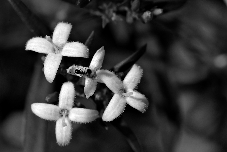 Ant inspecting