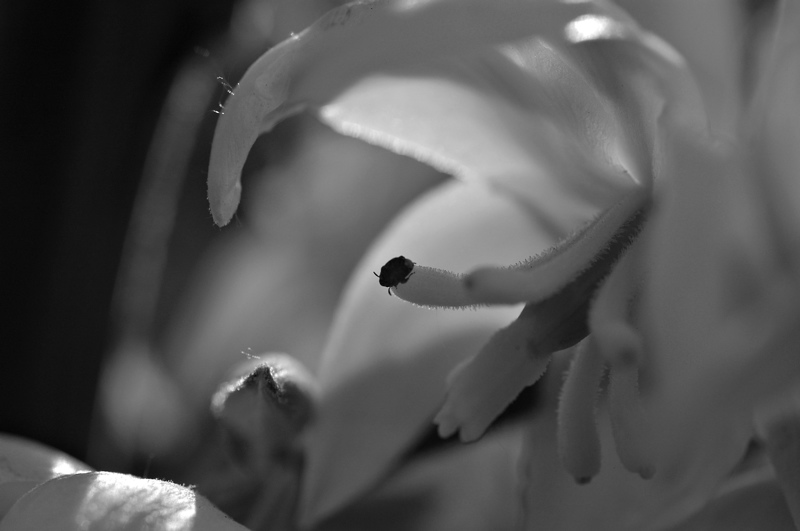 Beetle on yucca