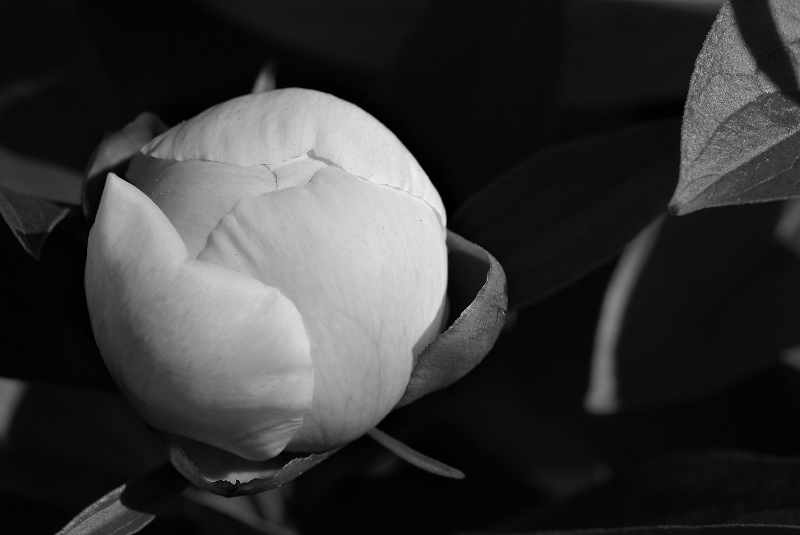 Peony bud