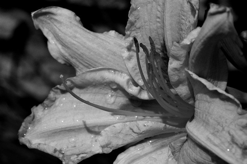 Daylily