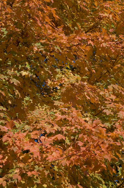 Some trees change color in sync