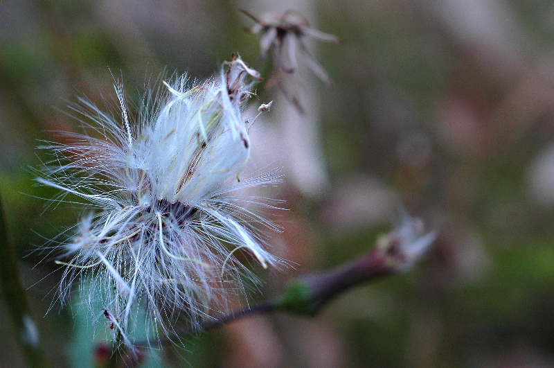 DSC_3511.jpg